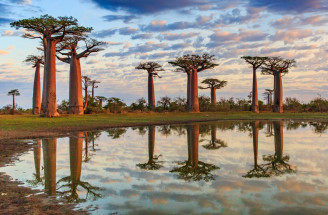 Tajomstvo bohov: Objav strom baobab a jeho účinky pre tvoju pleť!