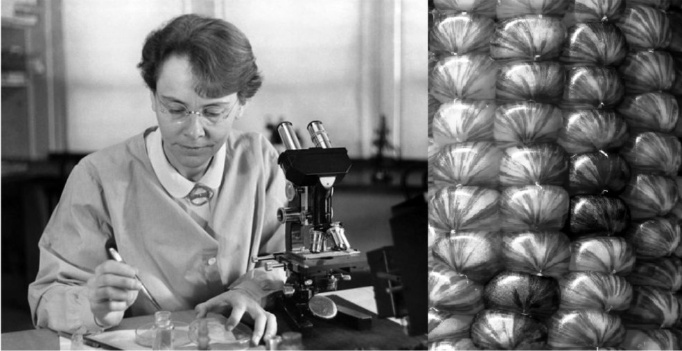 Barbara McClintock