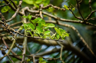 Terminalia arjuna – bylinkový hrdina pre srdce. Aké sú účinky tejto ajurvédskej byliny?