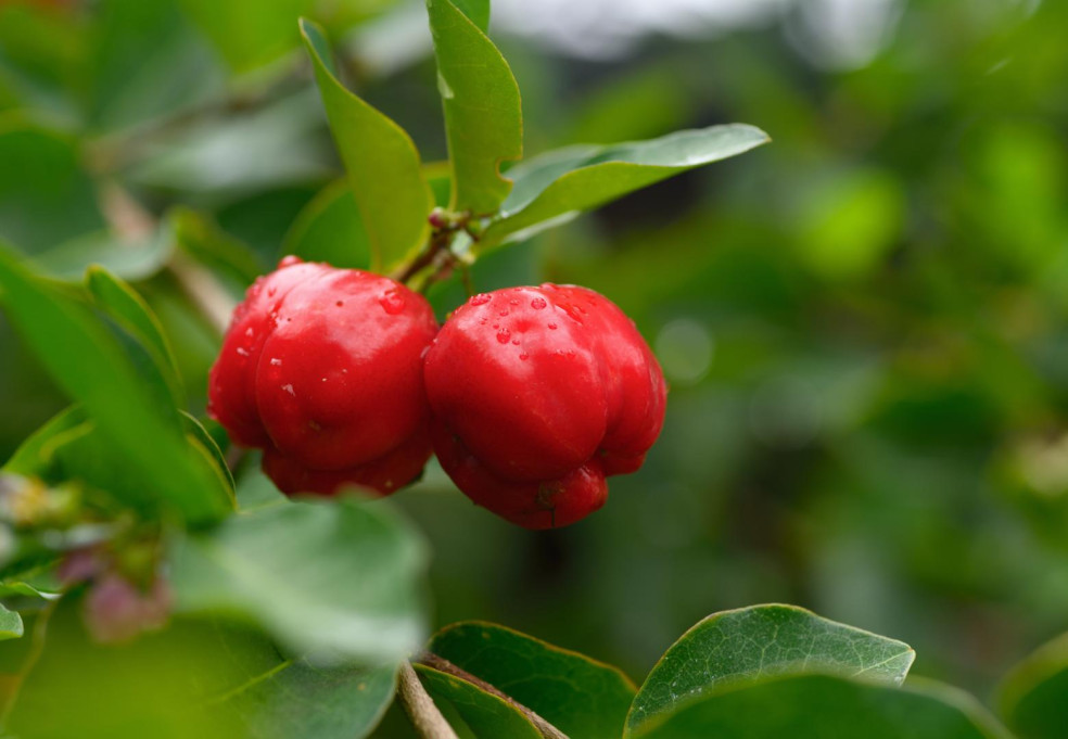 ako vyzerá acerola