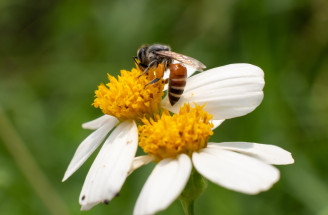 Hit Instagramu v gastre: Prečo jesť včelí peľ a na čo si dať pozor?