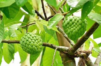 Ovocie cherimoya: Najzdravšie, ale život ohrozujúce?! Aká je pravda?