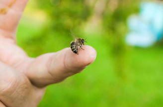 Terapia včelím jedom: Môže byť uštipnutie včelou naozaj liečivé?!