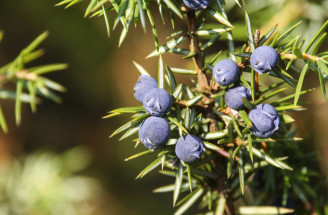 Borievka obyčajná – účinky a spôsoby použitia týchto liečivých bobúľ