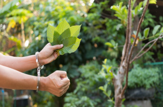 Kontroverzný čaj z Kratomu: Silná droga alebo úžasný liek?