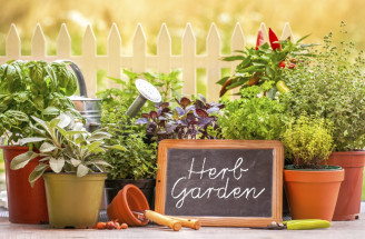 Aké bylinky zasadiť do záhradky či na balkón?