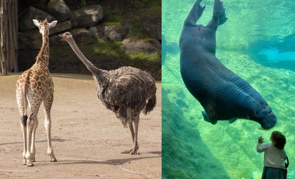 Najlepšie ZOO v Európe Pairi Daiza