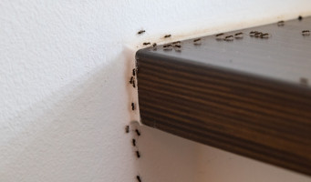 Ako sa zbaviť mravcov? Tieto osvedčené rady zaberú!