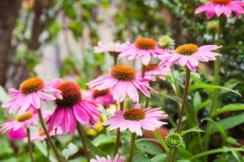 echinacea