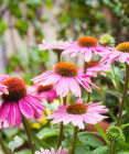 Echinacea v jesennom období podporí vaše zdravie – aké má účinky?