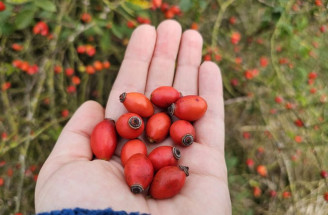 Uskladnění šípků a recepty na chladné dny: Čaj, sirup, džem a další!