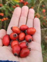 Uskladnenie šípok a recepty na chladné dni: Čaj, sirup, džem a ďalšie!