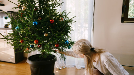 Ako často polievať vianočný stromček: Oveľa častejšie, než by si si myslela!