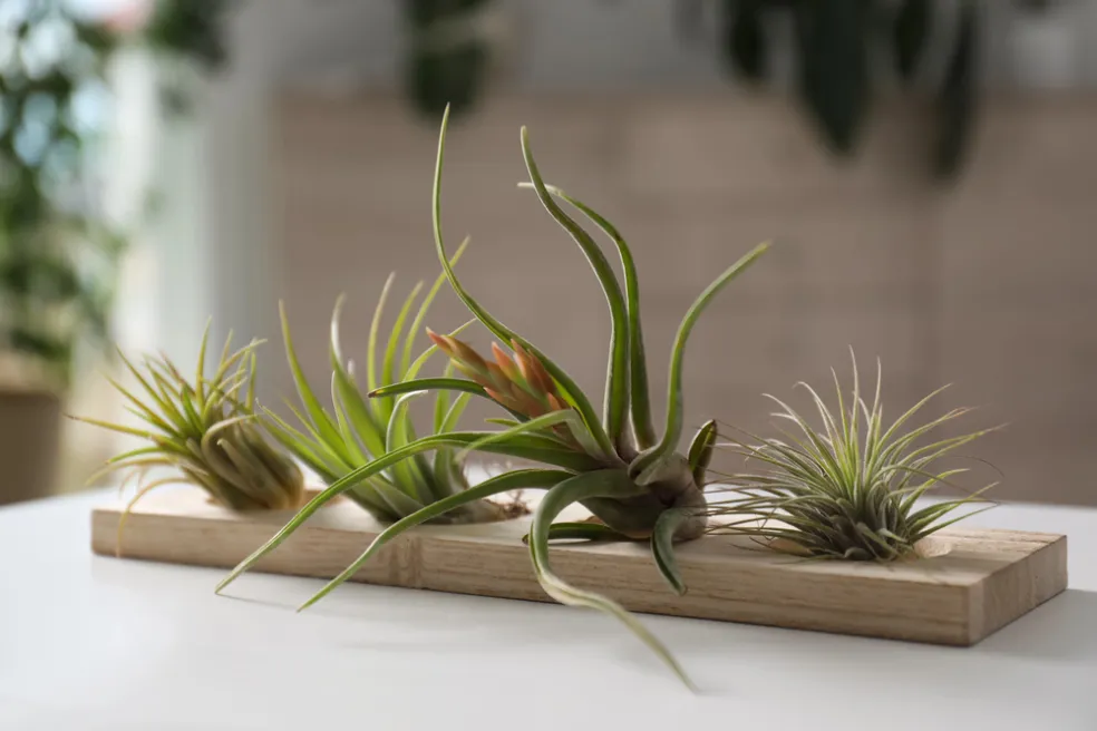 Tillandsia