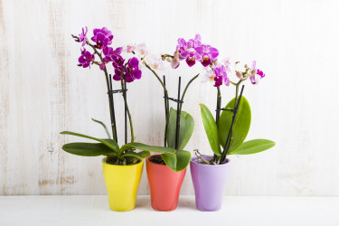 Ako vybrať orchideu a kam ju v domácnosti umiestniť? Triky pre úspešné pestovanie