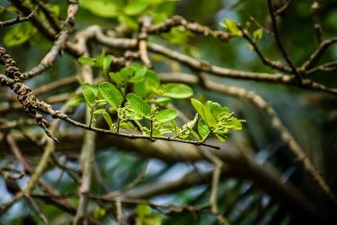 Terminalia arjuna – bylinkový hrdina pre srdce. Aké sú účinky tejto ajurvédskej byliny?