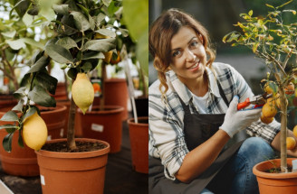 Ovocné stromy, ktoré možno pestovať v kvetináčoch – citrusové stromčeky, figovníky a iné