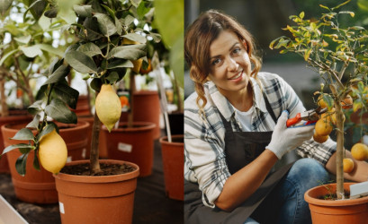 Ovocné stromy, ktoré možno pestovať v kvetináčoch – citrusové stromčeky, figovníky a iné