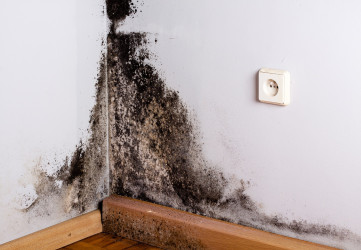 Pleseň na stene: Nevieš si s ňou poradiť? Tak objav toto prírodné riešenie!