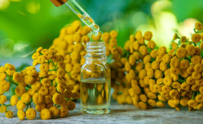 Modrý harmanček Blue Tansy: Kvietok, ktorý vie upokojiť telo aj dušu