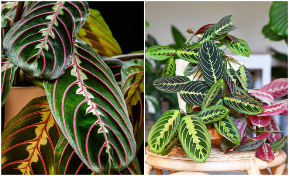 maranta