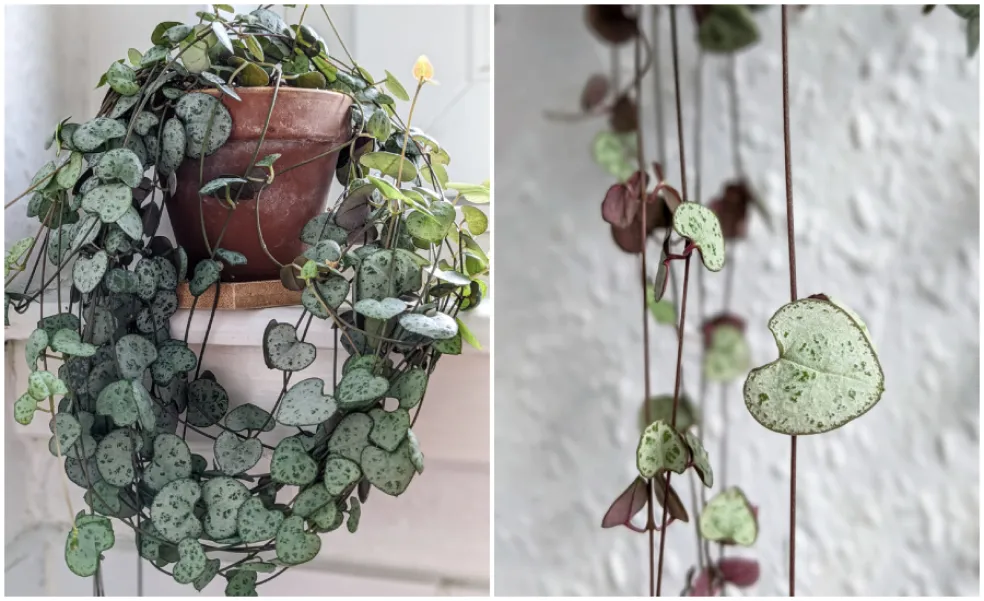 Ceropegia