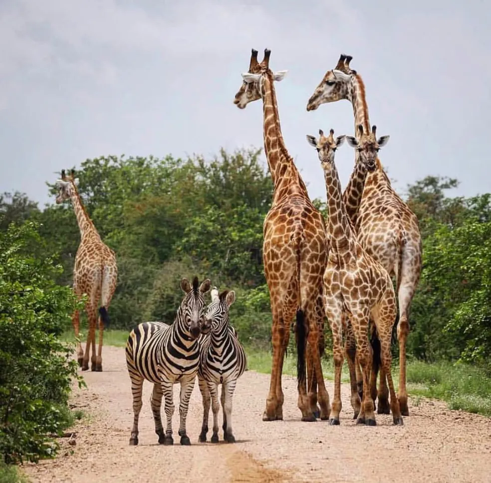 Africké safari
