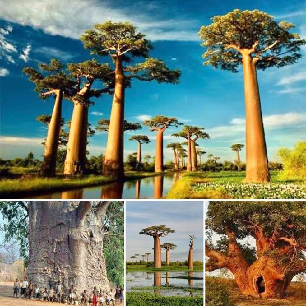 Baobaby Afrika