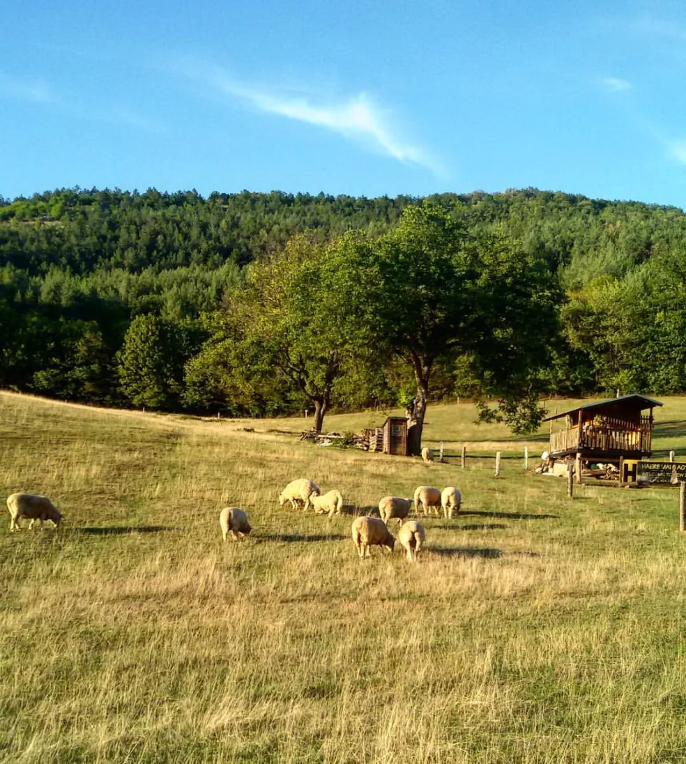 Zvieratá na farme