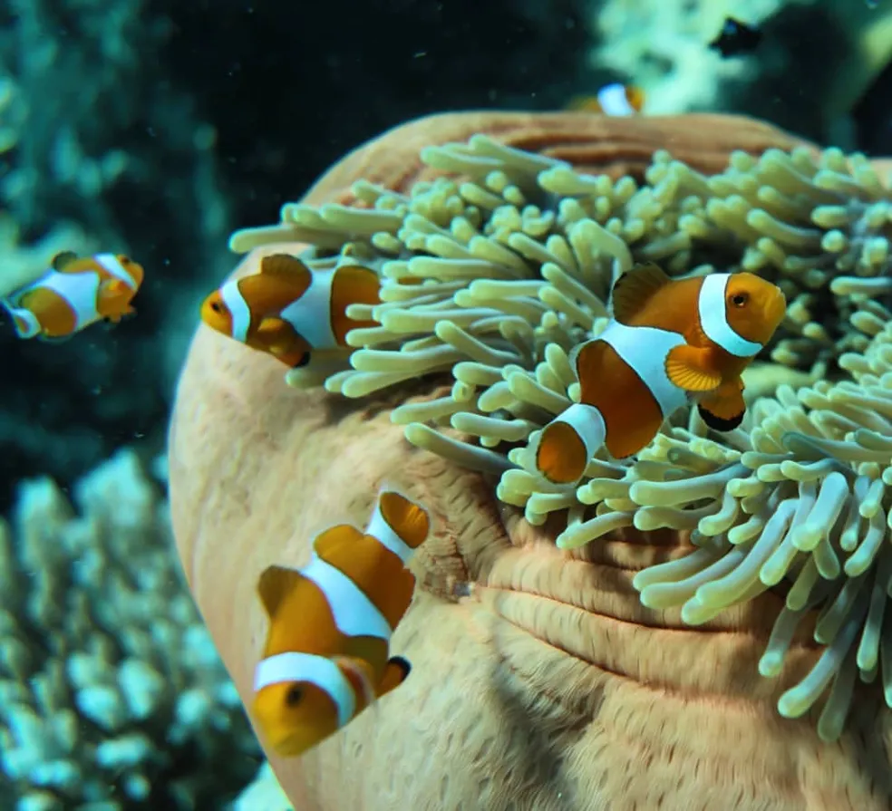 Nemo