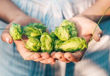 Chmeľ - pivo a nič viac? Omyl! Najmä tajomstvo zdravia a krásy!