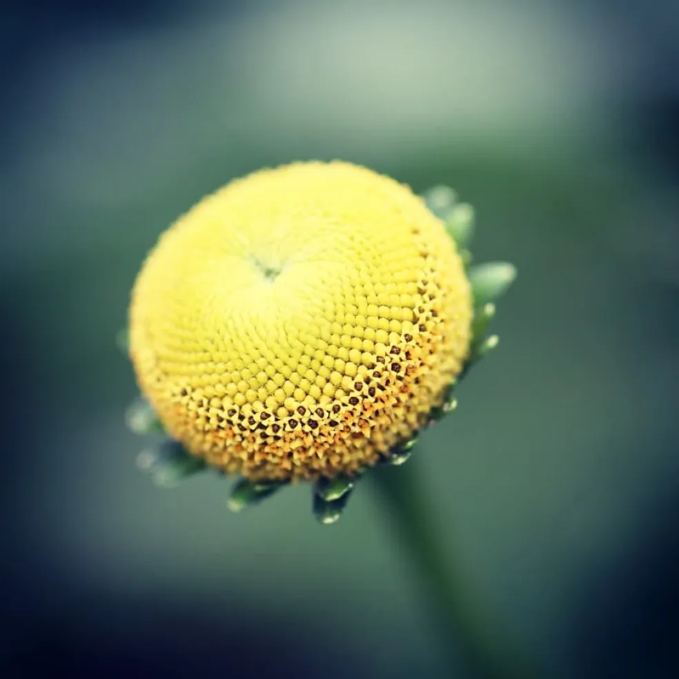 Spilant