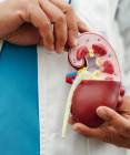 Transplantácia obličky: Ako prebieha zákrok a kto ju môže podstúpiť?