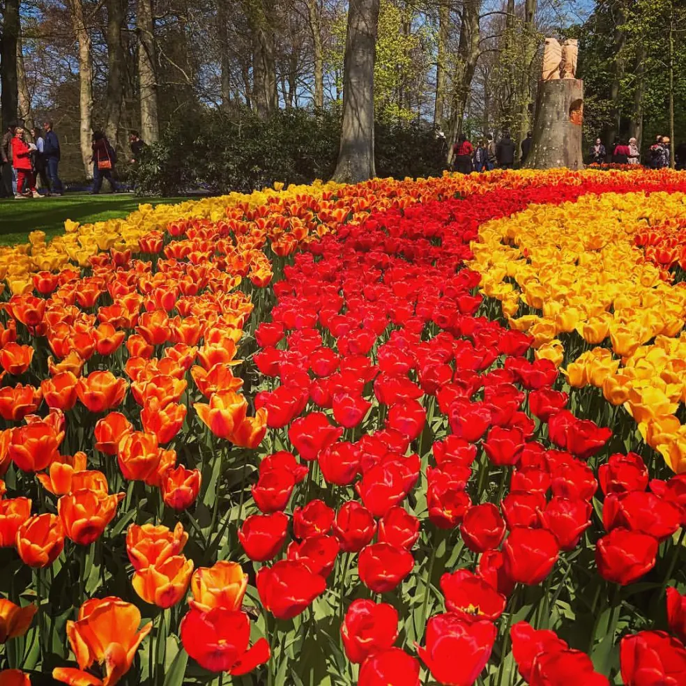 Tulipány