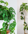 Monstera adansonii – izbovky s čarovnými dierovanými listami. Ako ju úspešne pestovať?