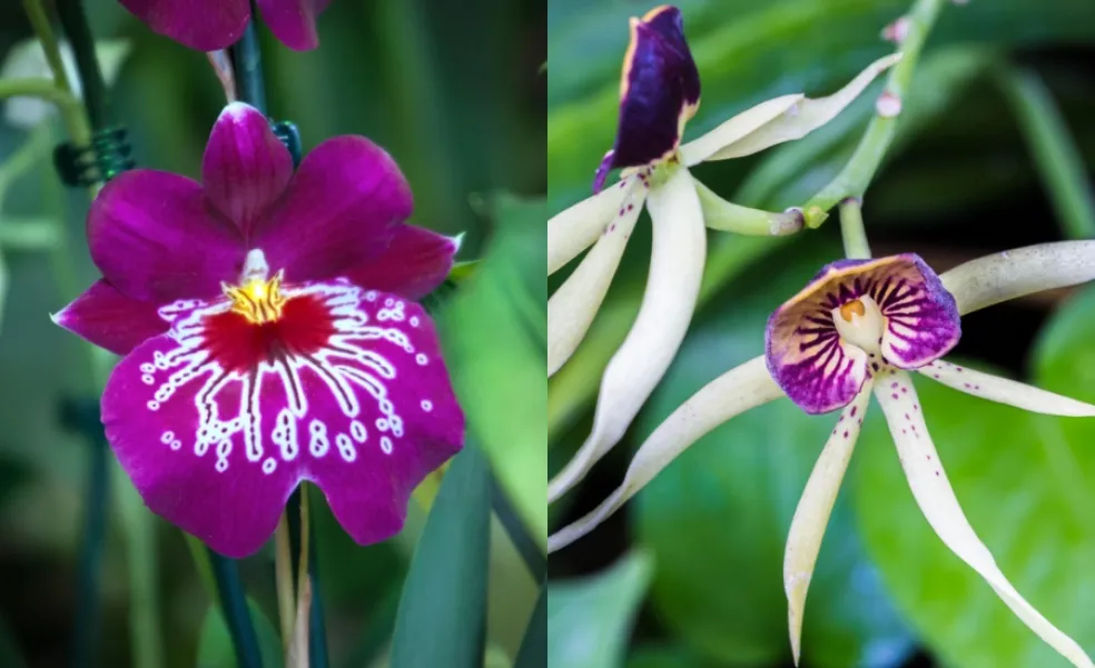 Miltoniopsis a Encyclia