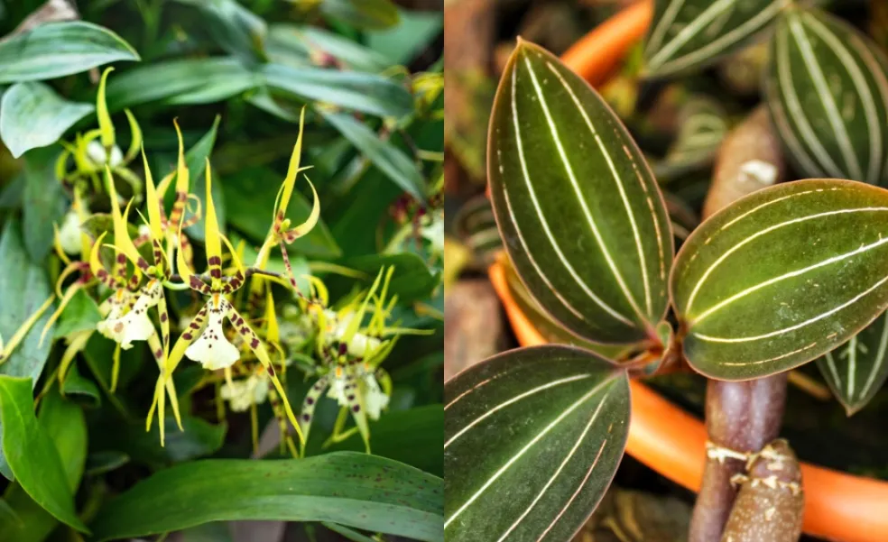 Brassia a Ludisia