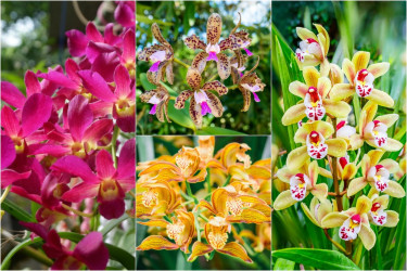Najkrajšie druhy orchideí: Ktoré si nájdu miesto aj u teba doma?