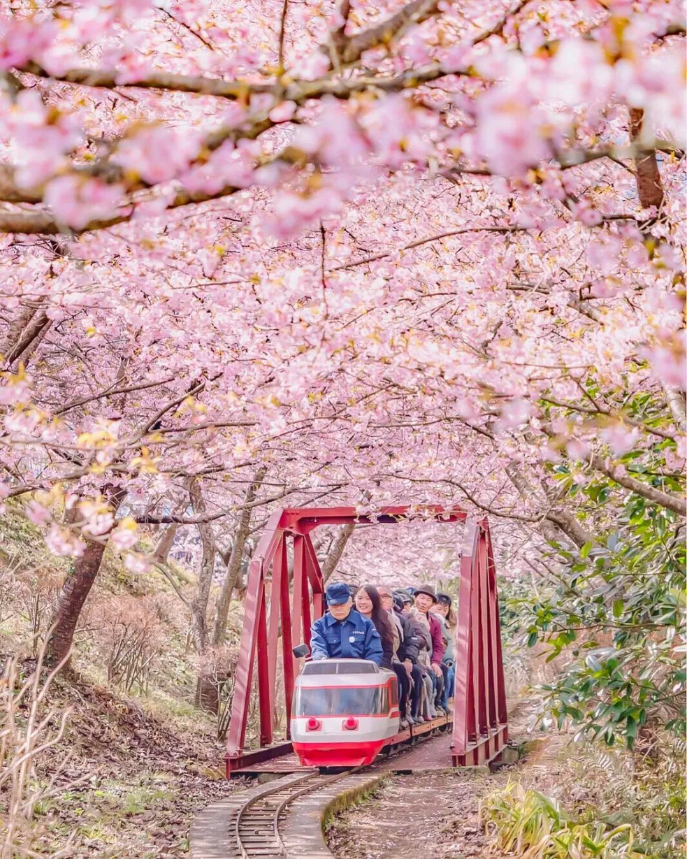 japonské čerešne 