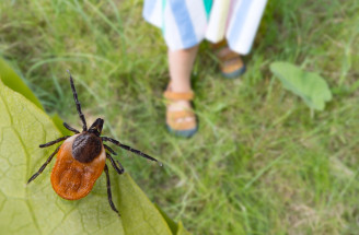 Detská lekárka varuje: Kliešť je pre deti skutočnou hrozbou!