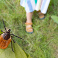 Detská lekárka varuje: Kliešť je pre deti skutočnou hrozbou!