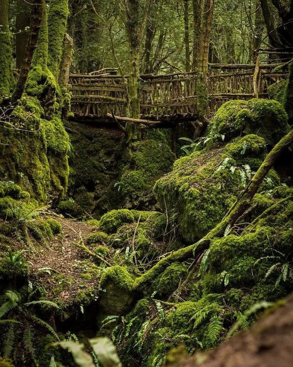 Puzzlewood