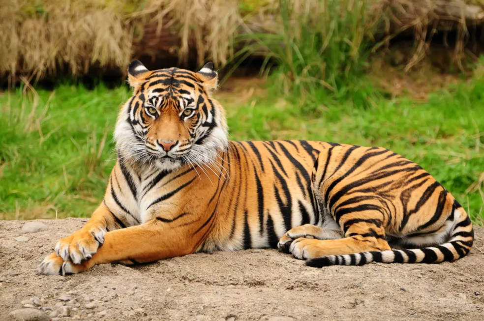 tigre