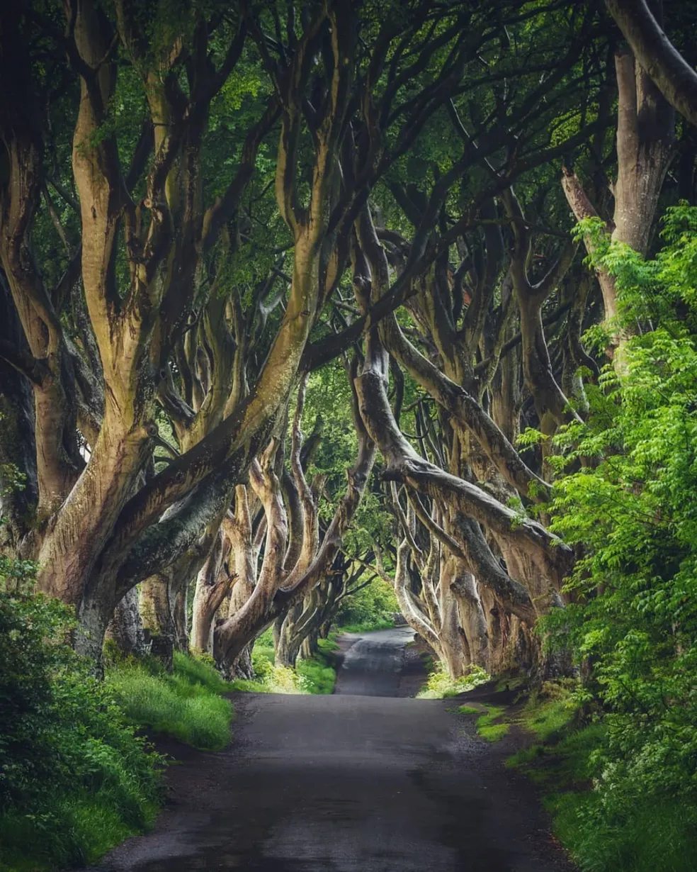 Dark Hedges, Stranocum, Severné Írsko