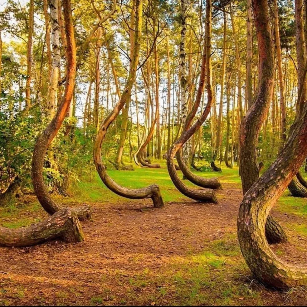 Krivý les, Poľsko