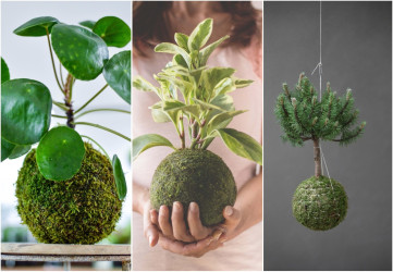 Kokedama alebo guľa z machu: Netradičná bytová dekorácia