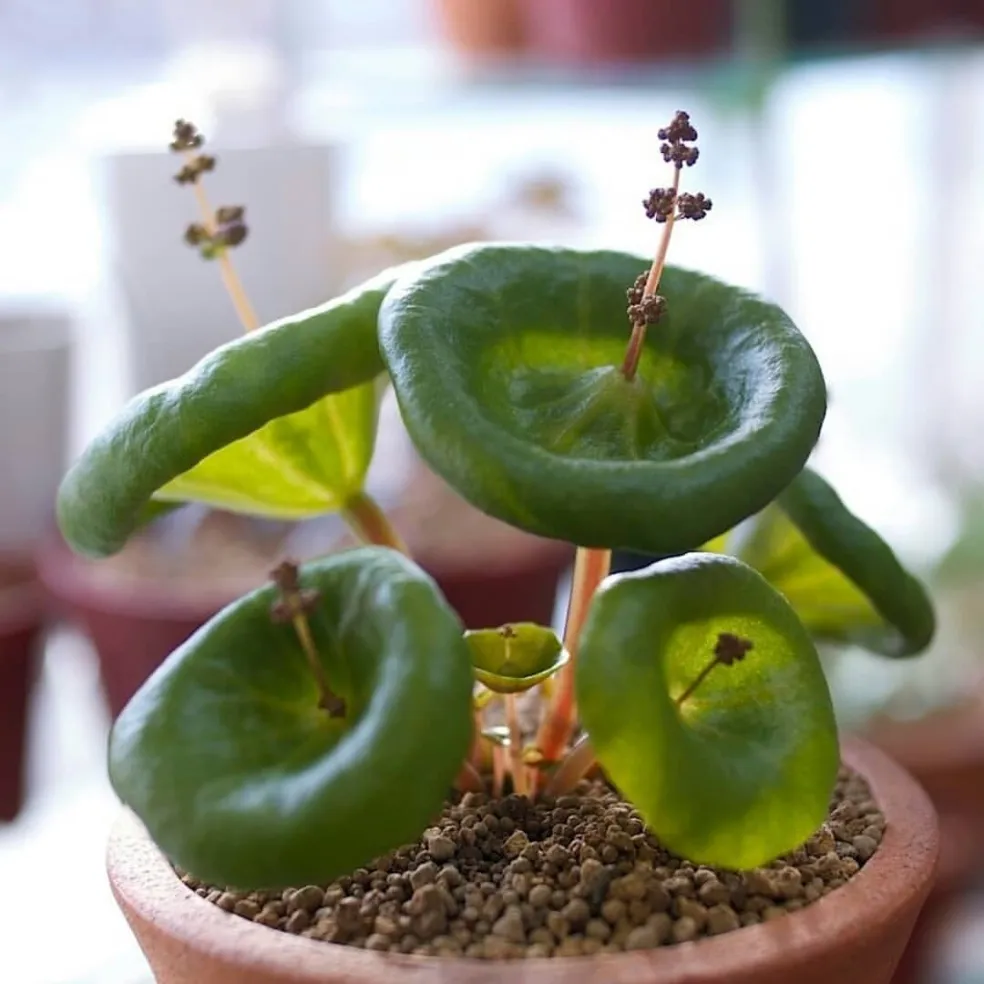 Crassula Umbella