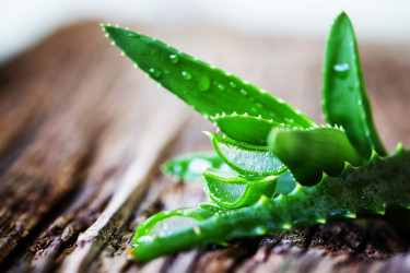Ako správne pestovať aloe vera?