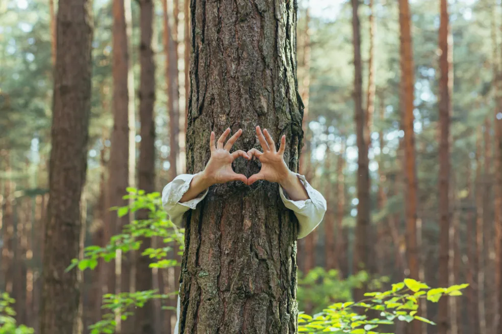 forest therapy