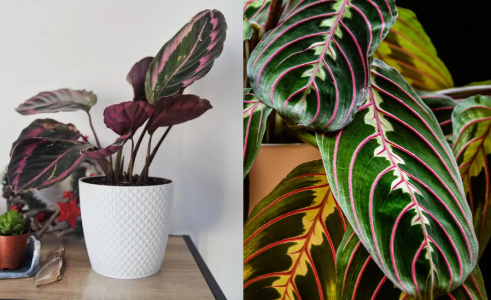 kalatea a maranta